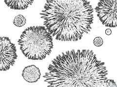 batterio Disegni Da Colorare Stampabili